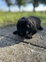 Golden newf (sw), a female Newfoundland and Golden Retriever for sale in Britt, IA – 1 of 1
