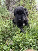 Golden Newf (Orange), a female Newfoundland and Golden Retriever for sale in Britt, IA – 5 of 6