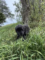 Golden newf (pink), a female Newfoundland and Golden Retriever for sale in Britt, IA – 6 of 6