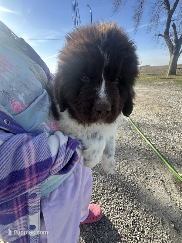 Bud - AKC brown male – Newfoundland puppy for sale in Britt, IA