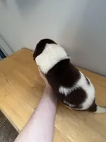 Bud - AKC brown male, a male Newfoundland for sale in Britt, IA – Photo 2 of 2