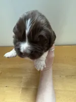 Bud - AKC brown male, a male Newfoundland for sale in Britt, IA – Photo 1 of 2