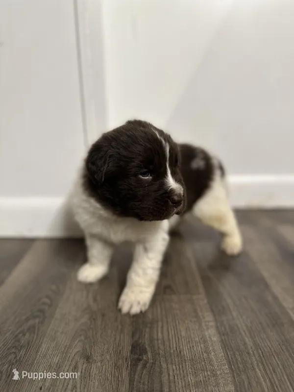 Bud - AKC brown male