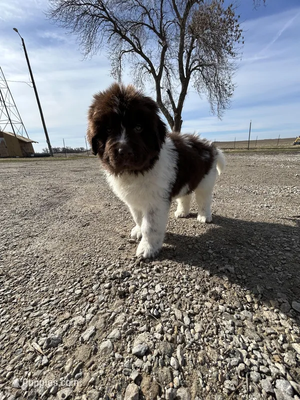 Bud - AKC brown male – Newfoundland puppy for sale in Britt, IA