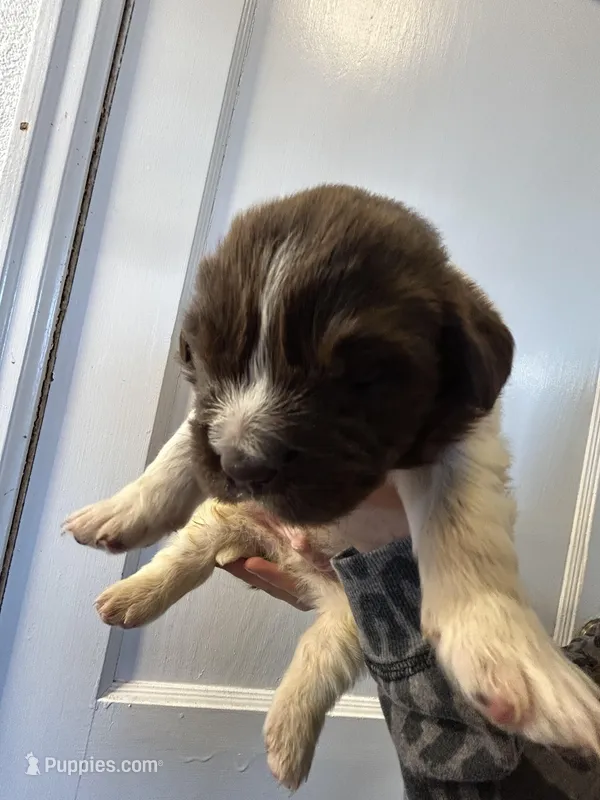 Bud - AKC brown male