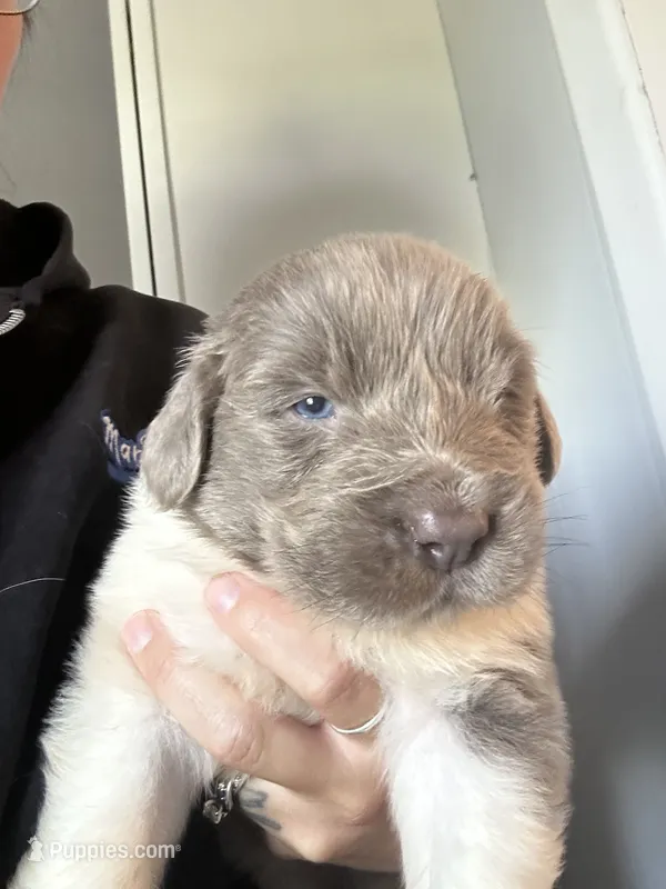 Puppy 3  – Newfoundland puppy for sale in Britt, IA
