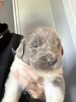 Puppy 3 , a male Newfoundland for sale in Britt, IA – 1 of 3