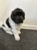 Fern - AKC blue gray female , a female Newfoundland for sale in Britt, IA – Photo 8 of 9