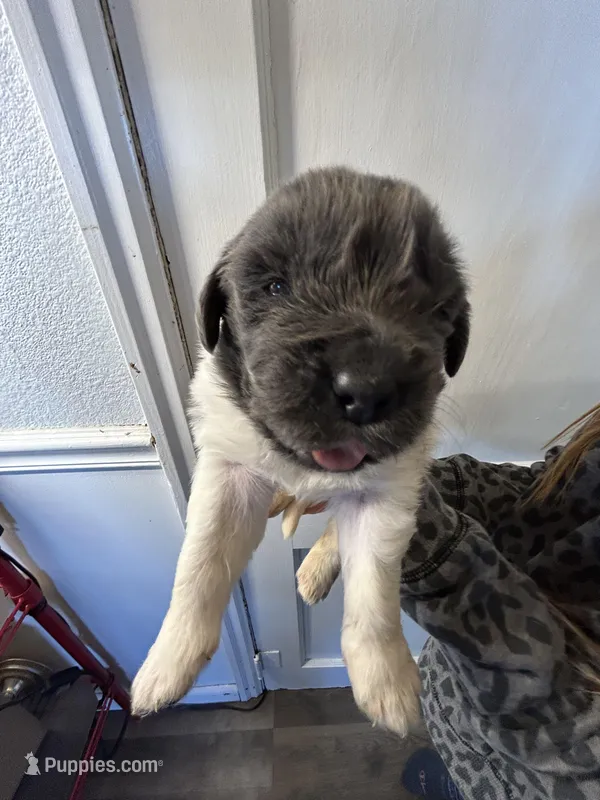 Fern - AKC dark gray female 