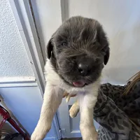 Fern - AKC blue gray female , a female Newfoundland for sale in Britt, IA – Photo 7 of 9