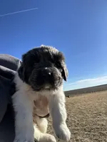 Fern - AKC blue gray female , a female Newfoundland for sale in Britt, IA – Photo 3 of 9
