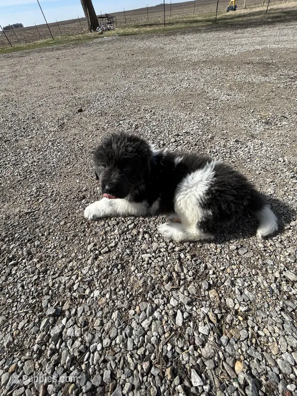 Fern - AKC dark gray female  – Newfoundland puppy for sale in Britt, IA