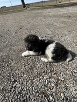 Fern - AKC blue gray female , a female Newfoundland for sale in Britt, IA – Photo 4 of 9