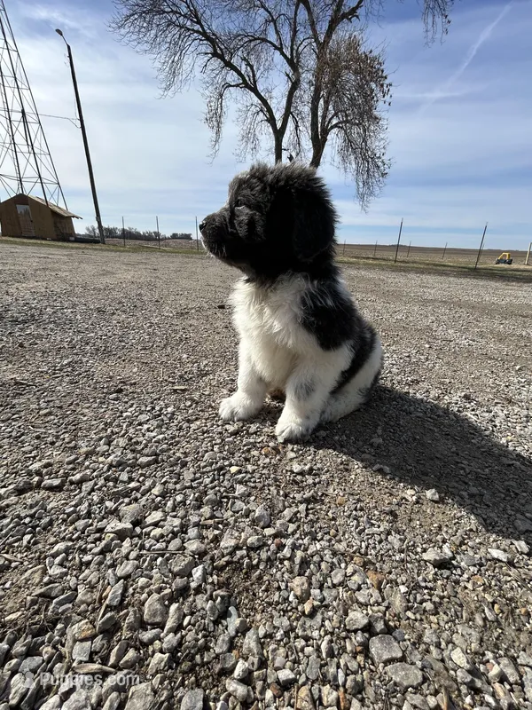 Fern - AKC dark gray female  – Newfoundland puppy for sale in Britt, IA
