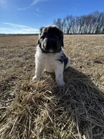 Fern - AKC blue gray female , a female Newfoundland for sale in Britt, IA – Photo 6 of 9