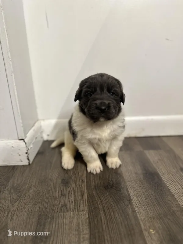 Fern - AKC dark gray female 