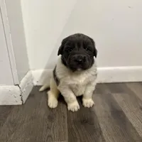 Fern - AKC blue gray female , a female Newfoundland for sale in Britt, IA – Photo 9 of 9