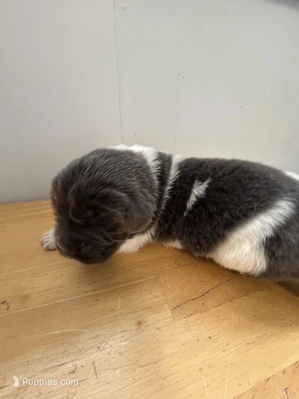 Fern - AKC dark gray female 