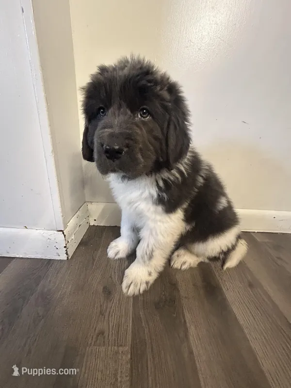 Fern - AKC blue gray female  – Newfoundland puppy on hold in Britt, IA