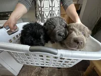 Fern - AKC blue gray female , a female Newfoundland for sale in Britt, IA – Photo 2 of 9