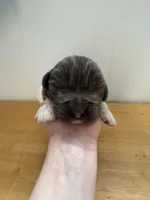 Fern - AKC dark gray female , a female Newfoundland for sale in Britt, IA – Photo 2 of 2