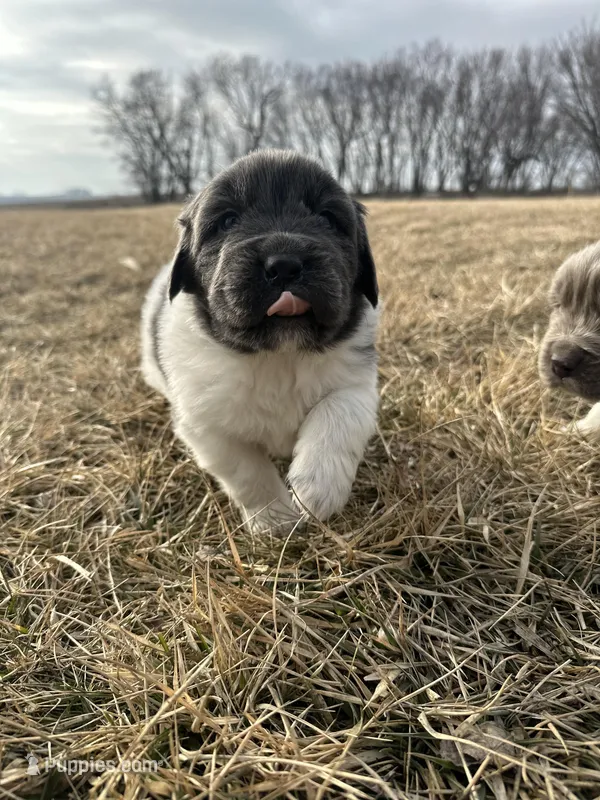 Fern - AKC dark gray female 