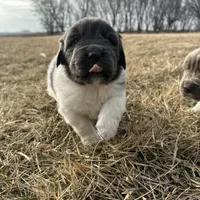 Fern - AKC blue gray female , a female Newfoundland for sale in Britt, IA – Photo 5 of 9