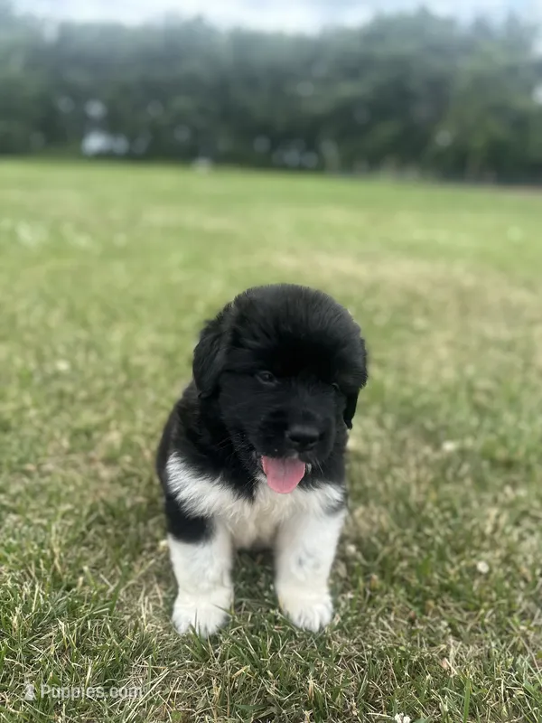 Puppy 2 – Newfoundland puppy for sale in Britt, IA