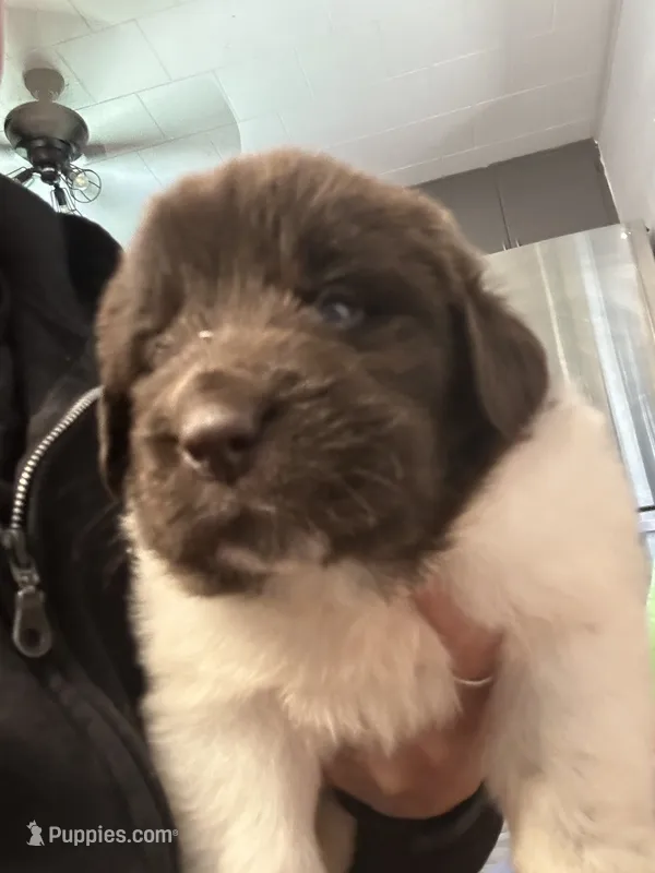 Puppy 6  – Newfoundland puppy on hold in Britt, IA