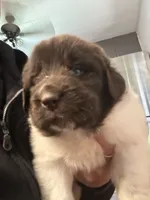Puppy 6 , a female Newfoundland for sale in Britt, IA – 1 of 3
