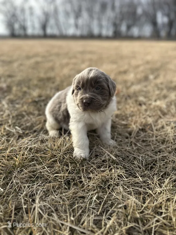 Clover - AKC light gray male