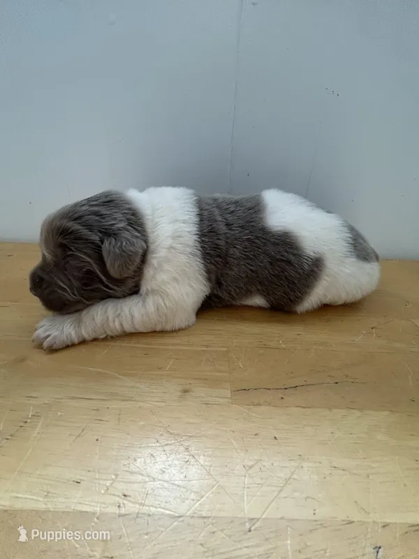 Clover - AKC light gray male