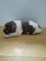 Clover - AKC light gray male, a male Newfoundland for sale in Britt, IA – Photo 1 of 2