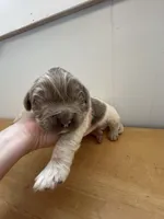 Clover - AKC light gray male, a male Newfoundland for sale in Britt, IA – Photo 2 of 2