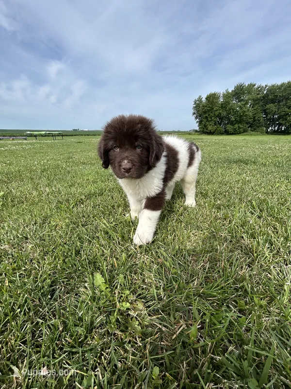 Puppy 1 – Newfoundland puppy for sale in Britt, IA