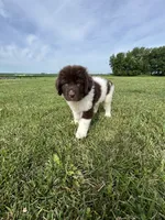 Puppy 1, a male Newfoundland for sale in Britt, IA – 1 of 10