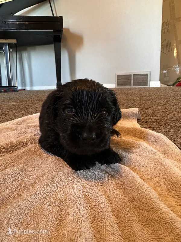 Golden Newf (mw) – Newfoundland, Golden Retriever puppy for sale in Britt, IA
