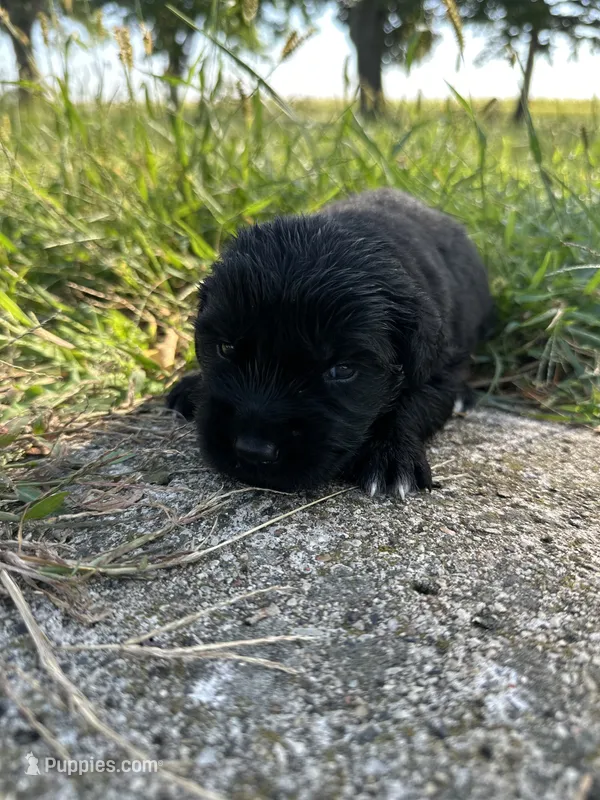Golden Newf (mw) – Newfoundland, Golden Retriever puppy for sale in Britt, IA