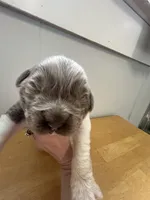 Willow - AKC light gray female , a female Newfoundland for sale in Britt, IA – Photo 2 of 2