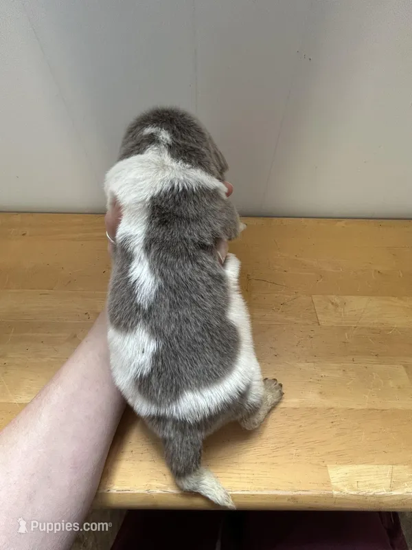 Willow - AKC light gray female 