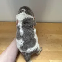 Willow - AKC light gray female , a female Newfoundland for sale in Britt, IA – Photo 1 of 2