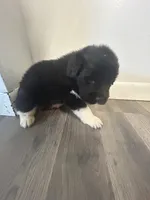Puppy 2, a male Newfoundland for sale in Britt, IA – 2 of 3