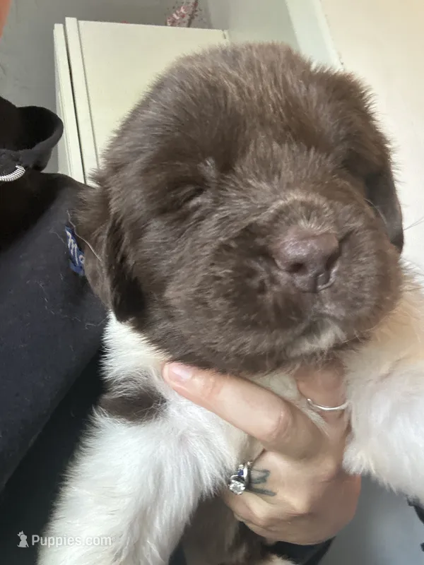 Puppy 4 – Newfoundland puppy on hold in Britt, IA