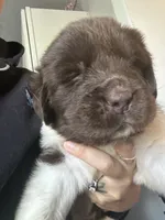 Puppy 4, a male Newfoundland for sale in Britt, IA – 1 of 2