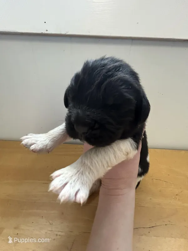 Forest - AKC black male