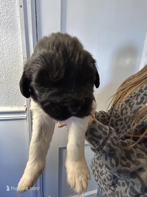 Forest - AKC black male