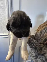 Moose (Forest) - AKC black male, a male Newfoundland for sale in Britt, IA – Photo 1 of 3