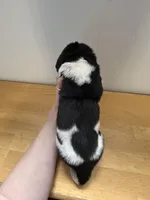 Forest - AKC black male, a male Newfoundland for sale in Britt, IA – Photo 2 of 2