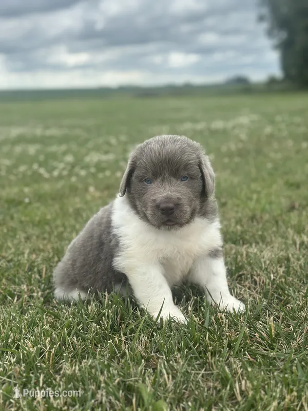 Puppy 3  – Newfoundland puppy for sale in Britt, IA