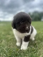 Puppy 1, a male Newfoundland for sale in Britt, IA – 9 of 10